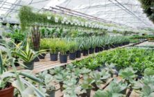 plantas
