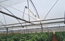 proyecto-smali-luz