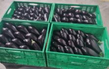Berenjena inspecciones