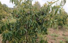 Campo-de-aguacates-1