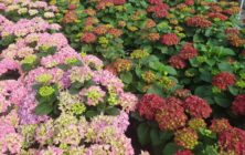 Hortensia_Plantaespaña