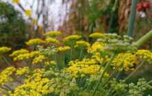 BIODIVERSIDAD