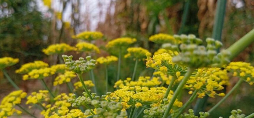BIODIVERSIDAD