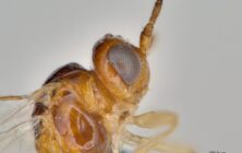 Créditos - O.inflamatum. Grupo de Control Biológico del Ifapa 2