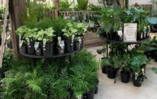 Plantas