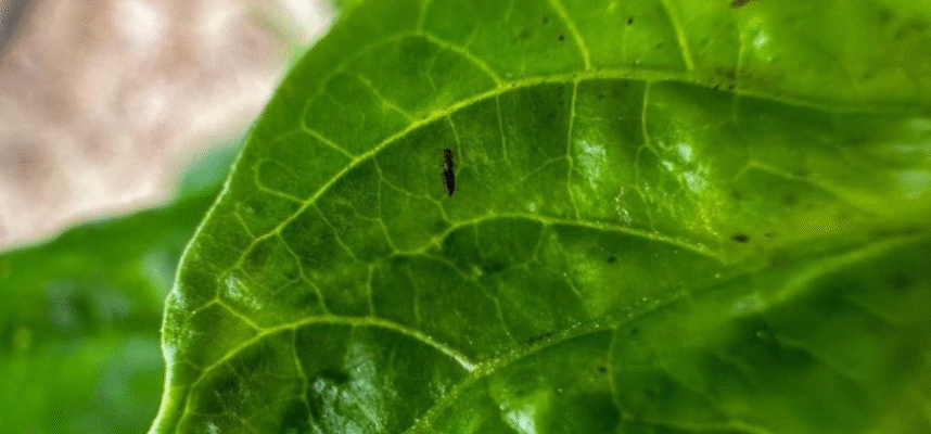 Thrips parvispinus