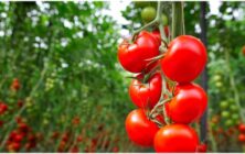 Tomate-FMC