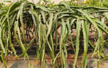 pitaya