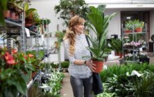 planta-ornamental