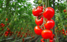 Tomate