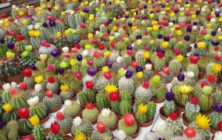 cactus-2