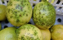 citricos-mancha