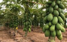papaya