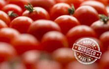 tomate-Marruecos