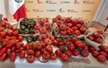 tomate-fruit-attraction