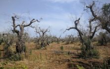 xylella