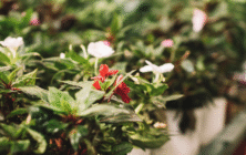 Planta ornamental