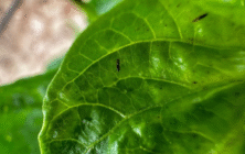 Thrips parvispinus_ok