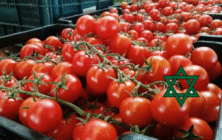 Tomate-Marruecos