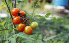 tomate-ecologico_ok