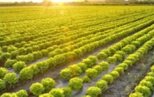 Agricultura
