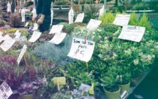 Plantas-y-flores-en-mercado-aleman-1