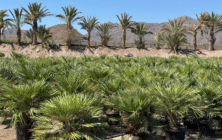 Viveros-Medipalm_Vulcano