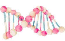 tomate-crispr