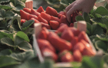 fresas