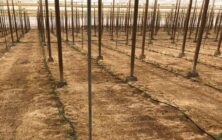invernadero-tomates-inicio