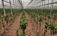 parvispinus-en-pimiento