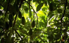aguacates-2
