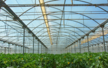 hortyfruta-extension-de-norma