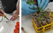 prueba-ifapa-solarizacion