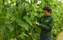 control-biologico-sostenibilidad-1