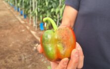 pimiento-con-parvispinus