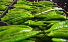 pimiento-italiano