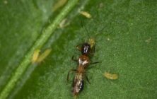 trips-parvispinus