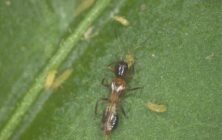 Hembra-F-megalops-depredador-de-T-parvispinus-2