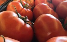 Tomates