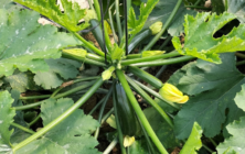 calabacin-semillas-fito