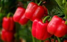 pimientos
