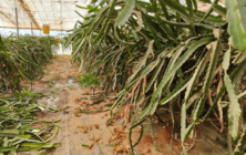 pitahaya