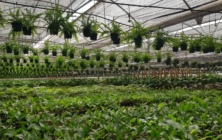 planta-ornamental
