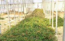 restos-vegetales-1020x600