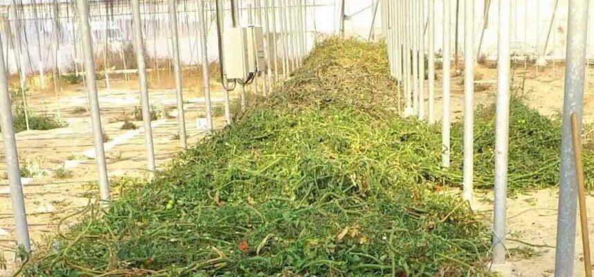 restos-vegetales-1020x600