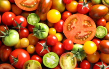 tomate (2)