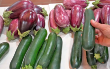 calabacin-cajamar