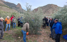 curso-poda-olivar