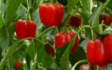 pimiento-rojo